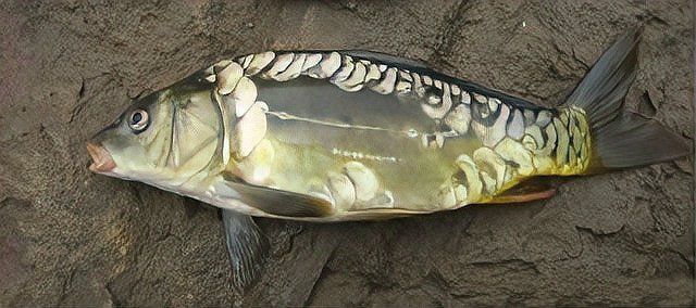 鯉魚三道鱗圖片