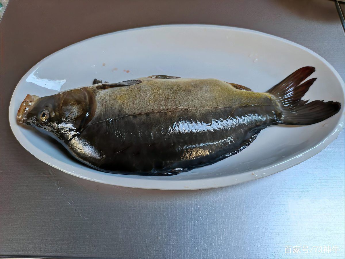 鯉魚三道鱗圖片