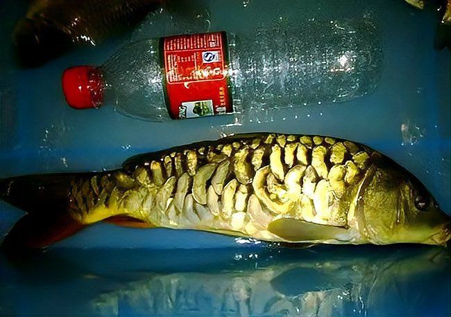 鯉魚三道鱗圖片
