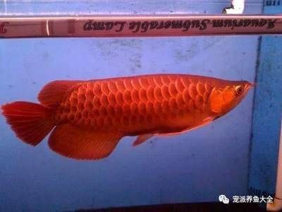 龍魚(yú)老頭魚(yú)：龍魚(yú)老頭魚(yú)的辨別方法