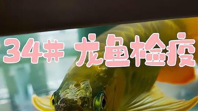 如何預防金龍魚苗的常見疾病？
