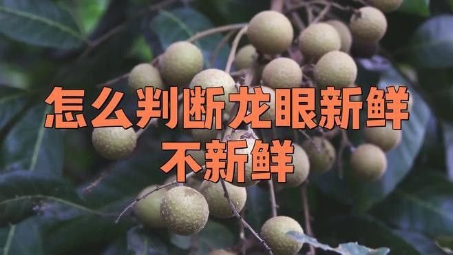 怎樣挑選到新鮮龍眼？