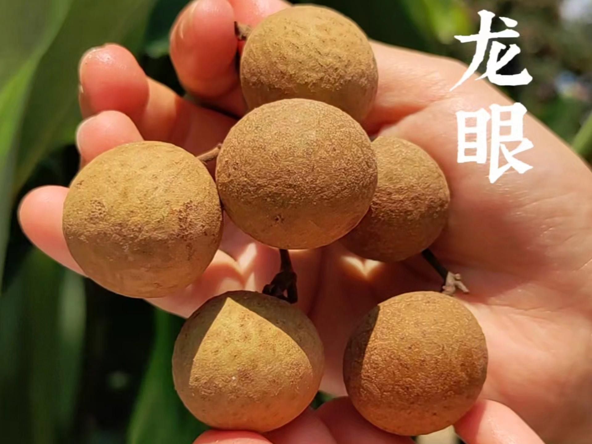 怎樣挑選到新鮮龍眼？