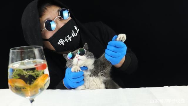 魚缸水發白加硝化細菌，如何建立魚缸硝化系統