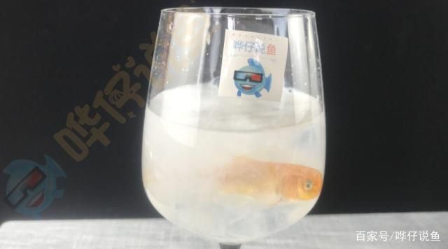 魚缸水發白加硝化細菌，如何建立魚缸硝化系統