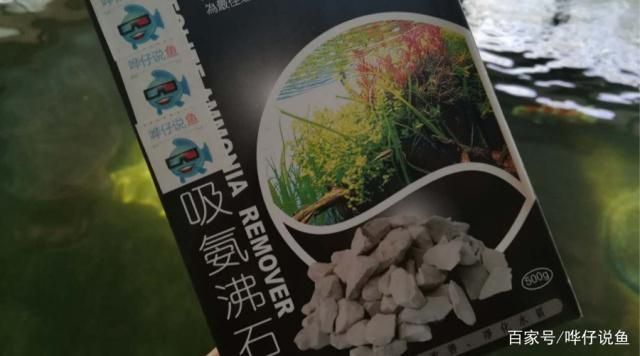 魚缸水發白加硝化細菌，如何建立魚缸硝化系統