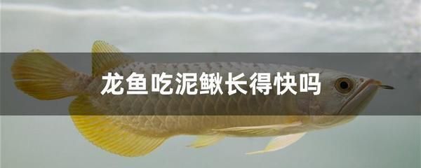 龍魚喂活泥鰍還是凍泥鰍