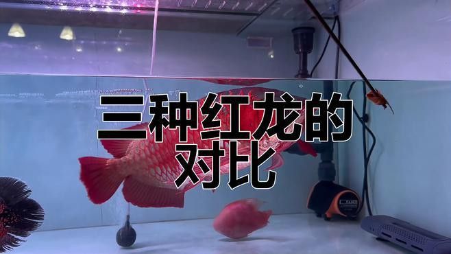 如何區分綠皮辣椒紅龍和血紅龍？