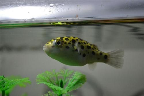 觀賞魚活食消毒方法：觀賞魚活食消毒方法是一種有效的方法來保持魚缸水質清潔