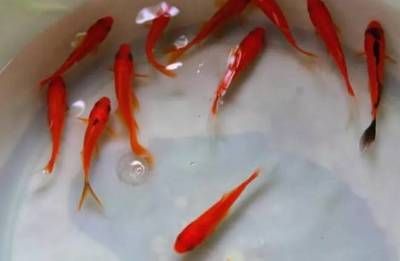 觀賞魚活食消毒方法：觀賞魚活食消毒方法是一種有效的方法來保持魚缸水質清潔