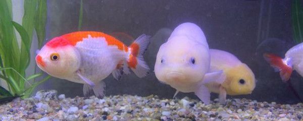 觀賞魚活食消毒方法：觀賞魚活食消毒方法是一種有效的方法來保持魚缸水質清潔