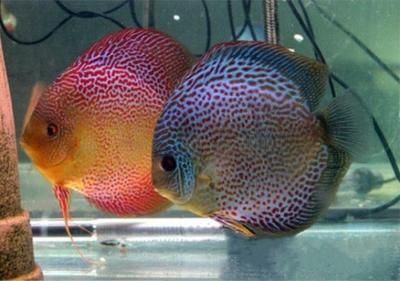 龍魚混養(yǎng)最佳伴侶魚!自己飼養(yǎng)中的一些看法：在龍魚混養(yǎng)的最佳伴侶魚的選擇上，草金魚是最佳的選擇