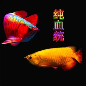 帶金龍血統的紅龍魚叫什么魚