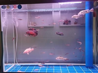 龍魚的配魚有哪些品種（龍魚與虎魚混養(yǎng)注意事項）