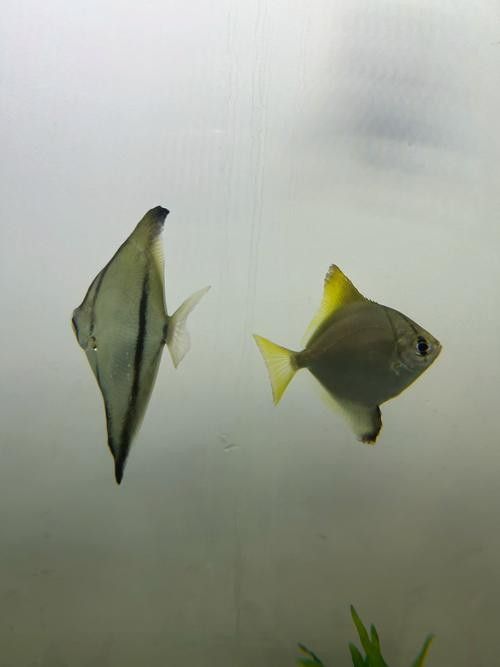 黃鰭鯧能和龍魚混養嗎圖片大全