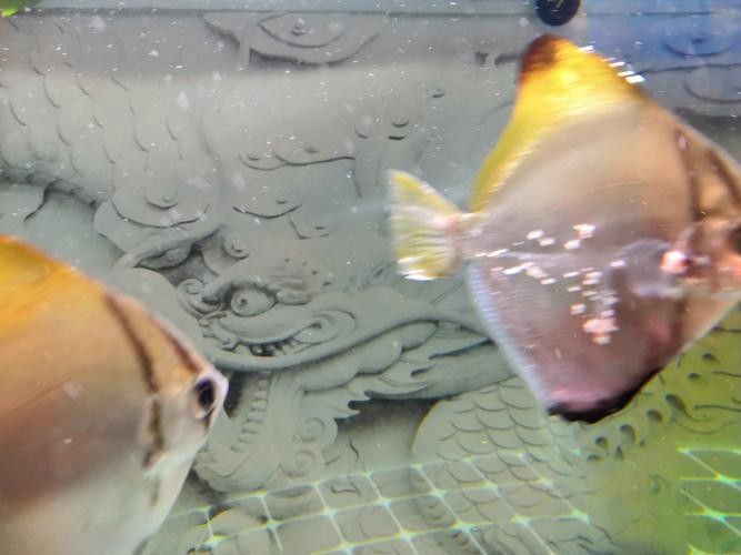 黃鰭鯧能和龍魚混養嗎圖片大全