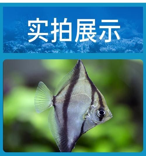 黃鰭鯧能和龍魚混養嗎圖片大全