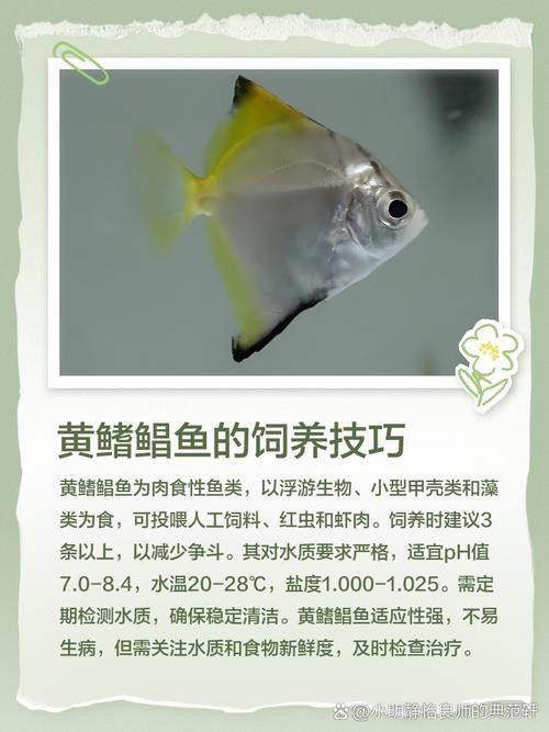 黃鰭鯧能和龍魚混養嗎圖片大全