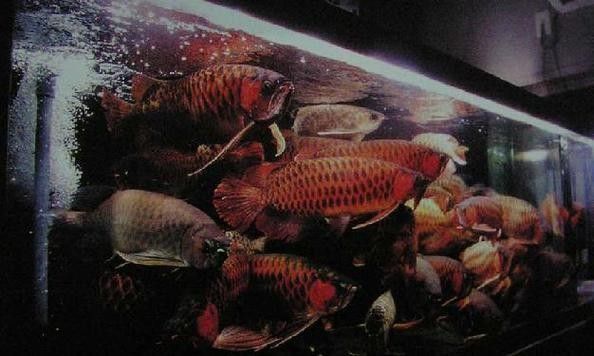 黃鰭鯧能和龍魚混養嗎圖片大全