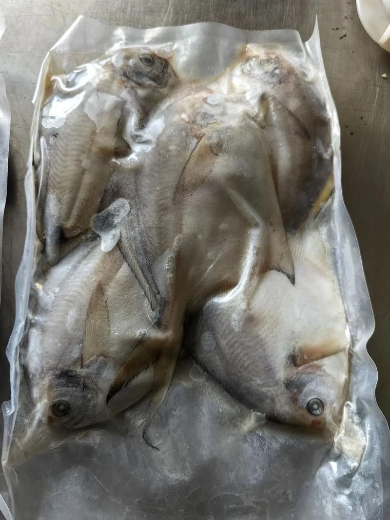 黃鰭鯧能和龍魚混養嗎圖片大全