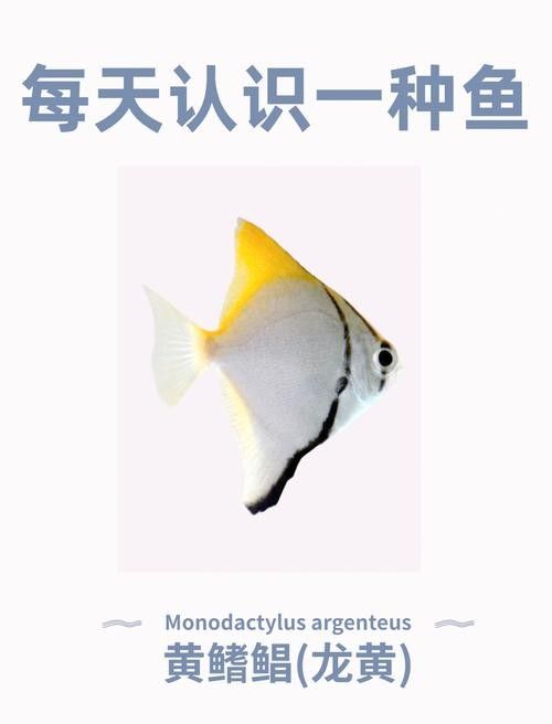 黃鰭鯧能和龍魚混養嗎圖片大全