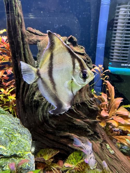 黃鰭鯧能和龍魚混養嗎圖片大全