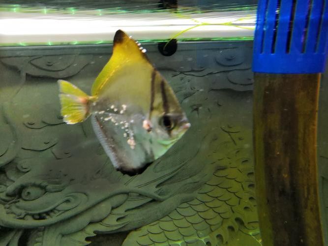 黃鰭鯧能和龍魚混養嗎圖片大全