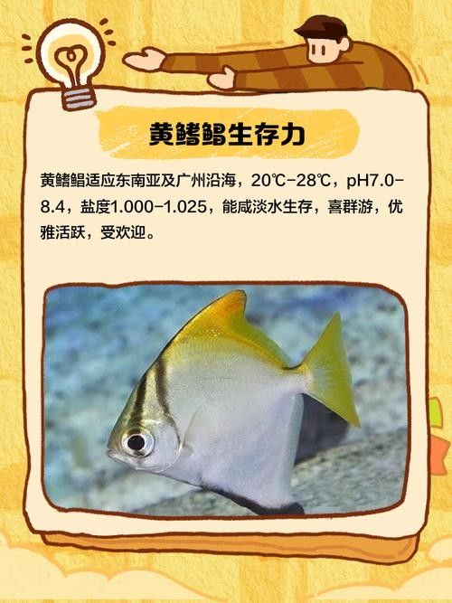 黃鰭鯧能和龍魚混養嗎圖片大全