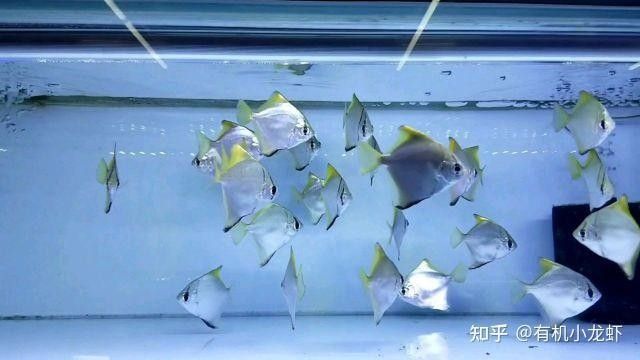 黃鰭鯧能和龍魚混養嗎圖片大全