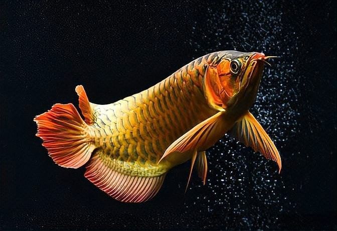 龍魚濾材哪個牌子好一點兒