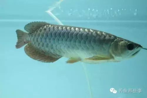 龍魚腸炎的治療方法圖片及視頻：龍魚腸炎治療方法