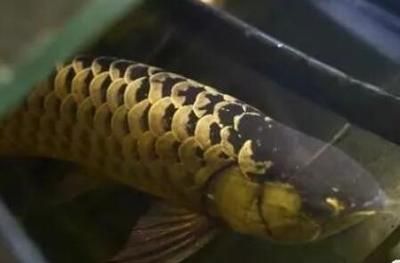 印尼小紅龍魚繁殖容器布置技巧：印尼小紅龍魚的繁殖容器布置技巧