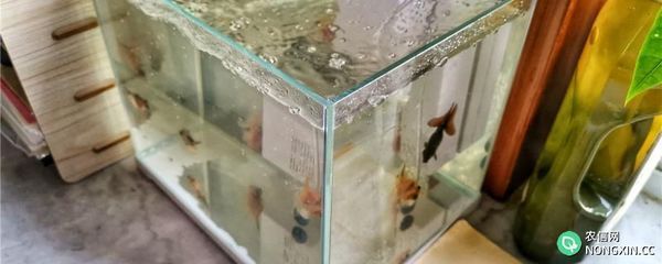 為什么魚缸剛換了水一下子又渾濁了，魚缸換水后水質迅速變渾濁怎么辦