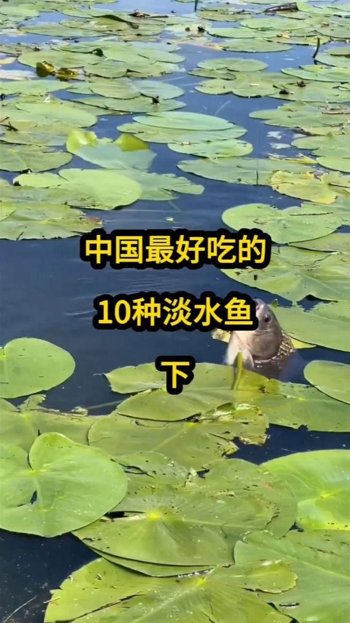 哪個湖里面的魚最好吃