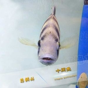 60公分龍魚和多大的慈鯛能混養（60公分魚缸能養多少龍魚？）