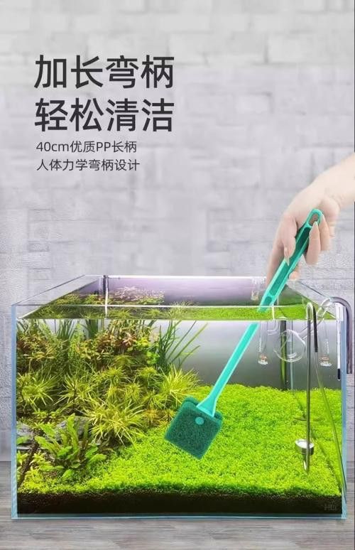 有哪些適合龍魚擺件的清潔劑？