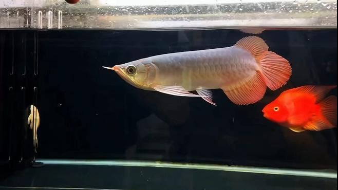 龍魚飼養(yǎng)需要哪些活餌