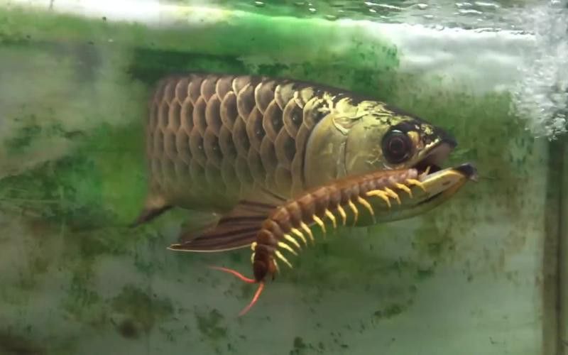 金龍魚(yú)能吃蜈蚣嗎圖片