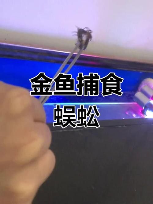 金龍魚(yú)能吃蜈蚣嗎圖片