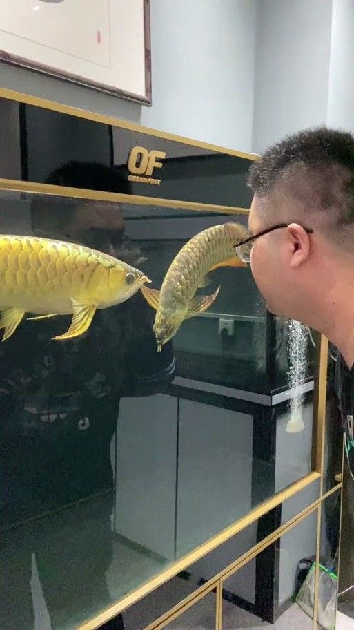金龍魚(yú)能吃蜈蚣嗎圖片