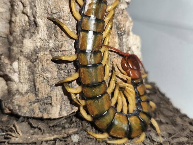 金龍魚(yú)能吃蜈蚣嗎圖片