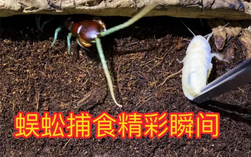 金龍魚(yú)能吃蜈蚣嗎圖片