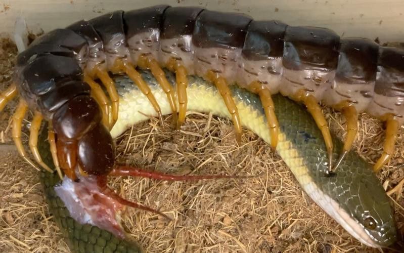 金龍魚(yú)能吃蜈蚣嗎圖片