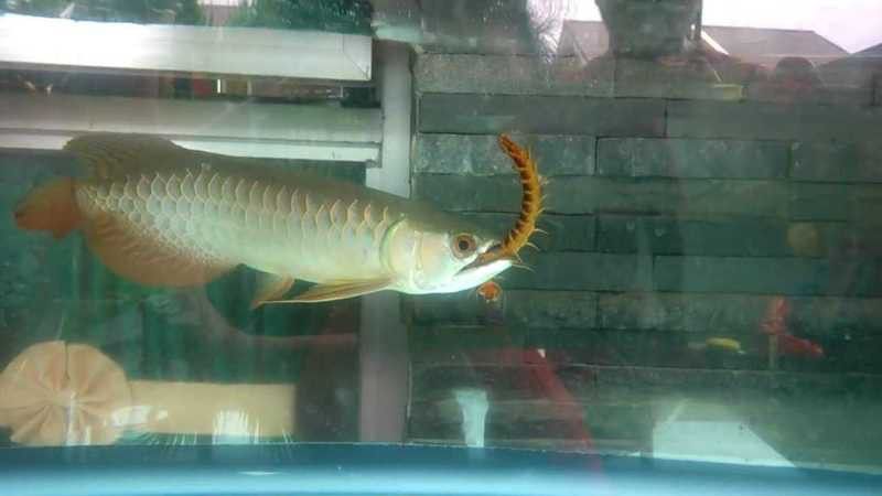 金龍魚(yú)能吃蜈蚣嗎圖片