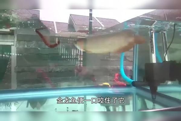 金龍魚(yú)能吃蜈蚣嗎圖片