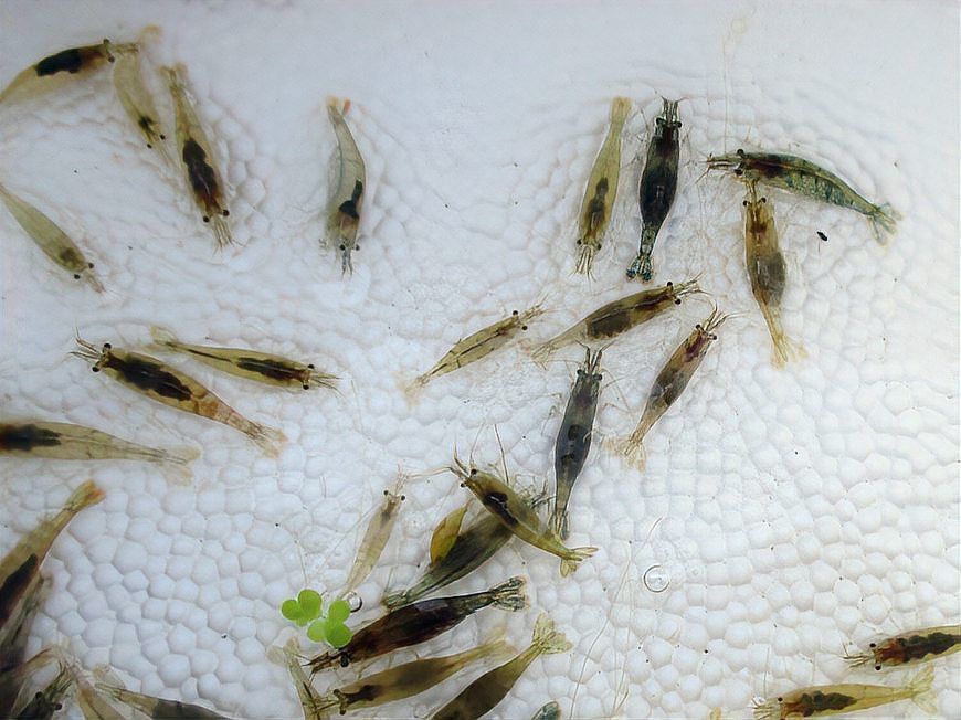 金龍魚(yú)能吃蜈蚣嗎圖片