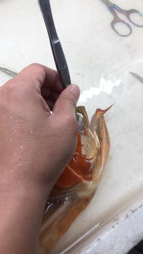 龍魚掉眼睛圖片