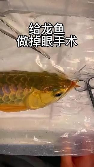 龍魚掉眼睛圖片
