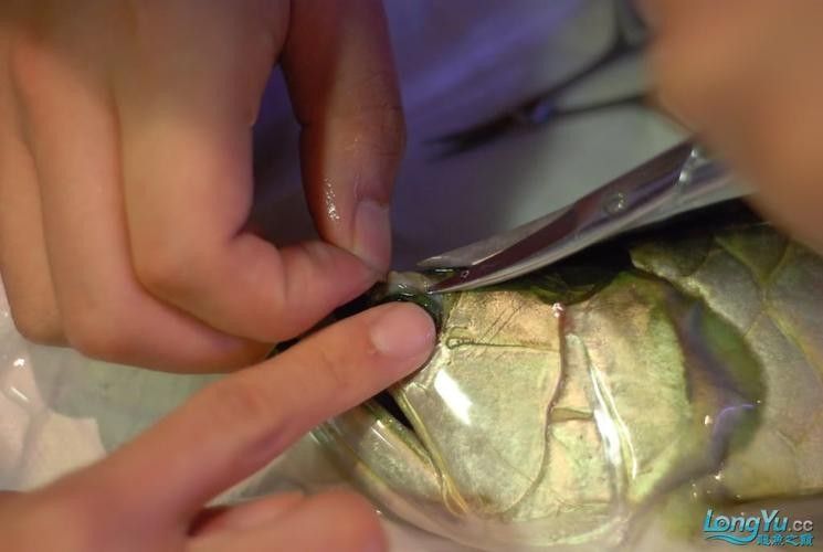 龍魚掉眼睛圖片