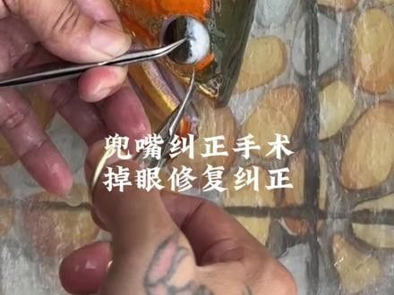 龍魚掉眼睛圖片